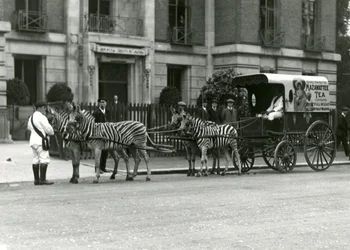 Un chariot de thé Mazawattee, tiré par une équipe de zèbres, devant les bureaux de la Zoological Society of London à Regent